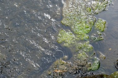 Peyzaj tasarımı elementi yavaş akarsu sıcak bir yaz gününde taş basamaklardan aşağı akar, yakın çekim