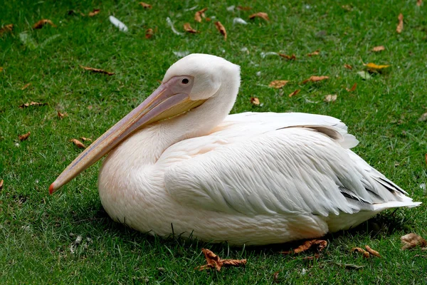 Pinkfarbene Pelikane Ruhen Sich Einem Heißen Sommertag Auf Einem Grünen — Stockfoto