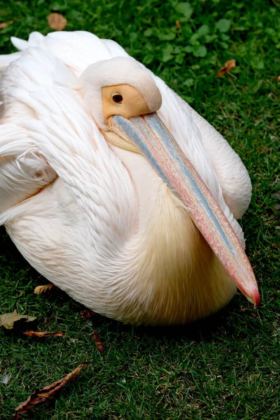 Pink Pelican Rest Green Grassy Lawn Hot Summer Day Close — Stock Photo, Image