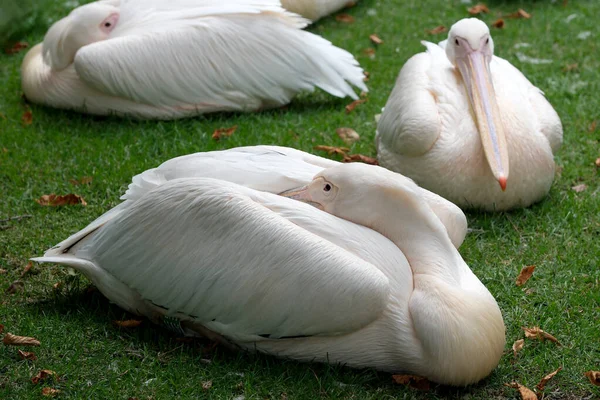 Pinkfarbene Pelikane Ruhen Sich Einem Heißen Sommertag Auf Einer Grünen — Stockfoto