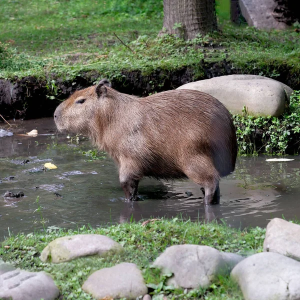 Capybara Sıcak Bir Yaz Gününde Çimlerin Üzerinde Küçük Bir Birikintisinin — Stok fotoğraf