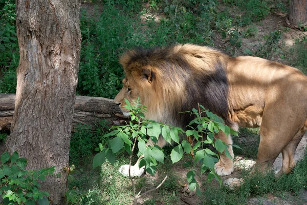 ライオンは温かい夏の日に緑の植生 トップビュー クローズアップの間を歩きます — ストック写真