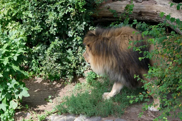 Λιοντάρι Περπατά Ανάμεσα Πράσινη Βλάστηση Κορυφαία Θέα Κοντινό Πλάνο Μια — Φωτογραφία Αρχείου