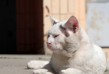 Güneşli bir sonbahar gününde asfalt üzerinde evsiz bir kedi.