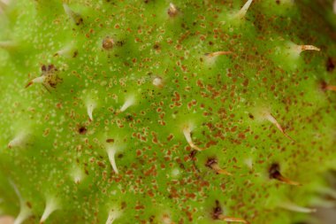 At kestanesi ağacının yeşil dikenli meyvesi tam ekran, bitki arka planı, yakın plan, makro fotoğraf