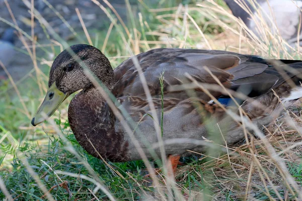 Canard Sauvage Sur Petit Lac Ville Nourrit Pigeons Gros Plan — Photo