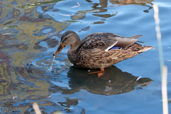 Eine Wildente Auf Einem Kleinen Stadtsee Füttert Sich Mit Tauben — Stockfoto
