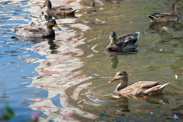 Canard Sauvage Sur Petit Lac Ville Nourrit Pigeons Gros Plan — Photo
