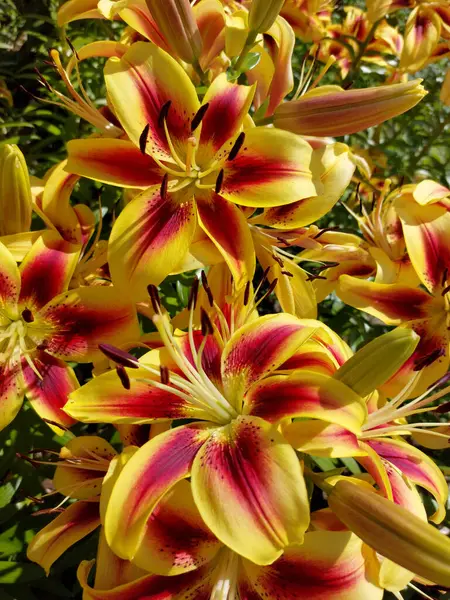 Lírios Jardim Lindos Brilhantes Close Dia Ensolarado Verão Canteiro Flores — Fotografia de Stock