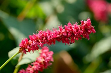 Güneşli bir günde, bir bahar çayırında kırmızı, küçük bir çiçek.