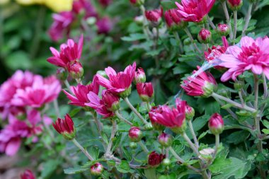 Bahçe dekoratif kasımpatı güneşli bir sonbahar gününde bahçede çiçek açar.