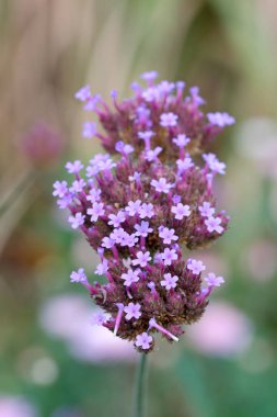 Güneşli bir günde, bir bahar çayırında küçük pembe bir çiçek.
