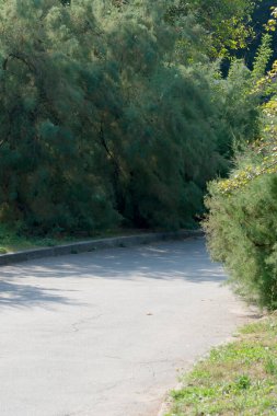 Yaban bitkilerinin dokulu yeşil yapraklarından oluşan doğal bitki örtüsü.