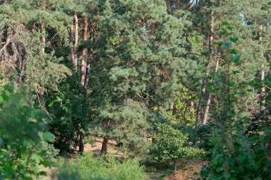 Sonbahar güneşli bir günde kozalaklı ağaçlarla dolu orman manzarası, tasarım projeleri, afişler, web sitesi tasarımı hazırlıkları.