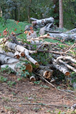 Ormanın hijyenik temizliğinden sonra bir yığın huş ağacı dalı ve gövdesi, ormancılığın resimli fotoğrafı.