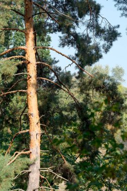 Sonbahar güneşli bir günde kozalaklı ağaçlarla dolu orman manzarası, tasarım projeleri, afişler, web sitesi tasarımı hazırlıkları.