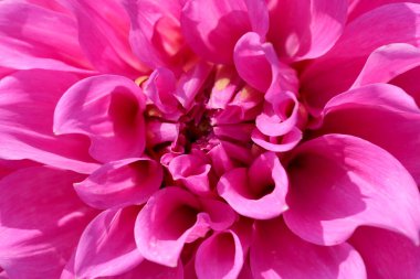 Güneşli bir sonbahar gününde muhteşem bir yıldız çiçeği yakın plan, makro fotoğraf, çiçek arkaplan, tasarım elementi.