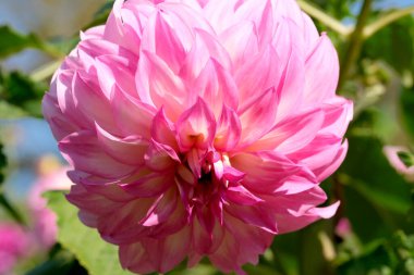 Güneşli bir sonbahar gününde muhteşem bir yıldız çiçeği yakın plan, makro fotoğraf, çiçek arkaplan, tasarım elementi.