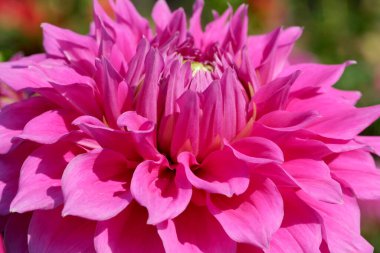 Güneşli bir sonbahar gününde muhteşem bir yıldız çiçeği yakın plan, makro fotoğraf, çiçek arkaplan, tasarım elementi.