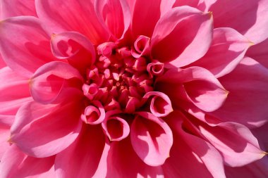 Güneşli bir sonbahar gününde muhteşem bir yıldız çiçeği yakın plan, makro fotoğraf, çiçek arkaplan, tasarım elementi.