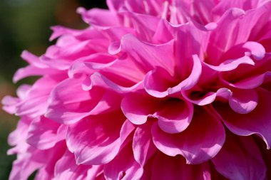 Güneşli bir sonbahar gününde muhteşem bir yıldız çiçeği yakın plan, makro fotoğraf, çiçek arkaplan, tasarım elementi.