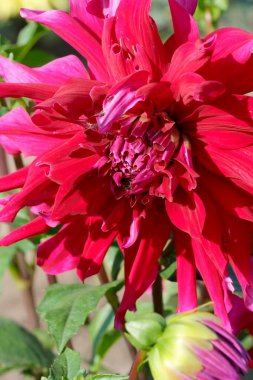 Güneşli bir sonbahar gününde muhteşem bir yıldız çiçeği yakın plan, makro fotoğraf, çiçek arkaplan, tasarım elementi.