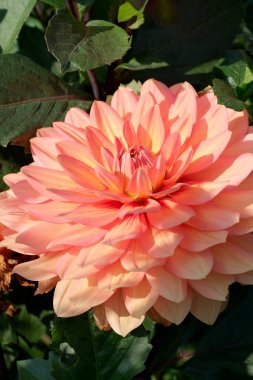 Güneşli bir sonbahar gününde muhteşem bir yıldız çiçeği yakın plan, makro fotoğraf, çiçek arkaplan, tasarım elementi.