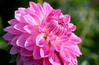 Güneşli bir sonbahar gününde muhteşem çiçek açan pembe yıldız çiçekleri, makro fotoğrafçılık, çiçek arkaplanı, tasarım elementi..