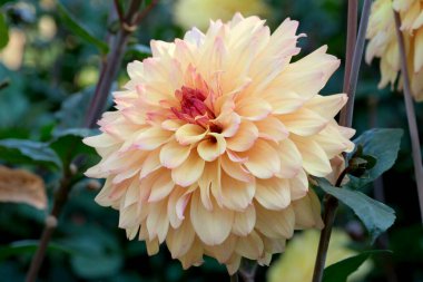 Güneşli bir sonbahar gününde, parlak sarı-pembe yıldız çiçeği yakın plan, makro fotoğraf, çiçekli arka plan, tasarım elementi..