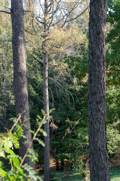 Lesní Krajina Jehličnany Podzimního Slunečného Dne Příprava Projektové Projekty Transparenty — Stock fotografie
