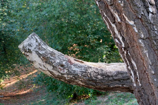 자작나무 가지와 줄기의 일러스트 — 스톡 사진