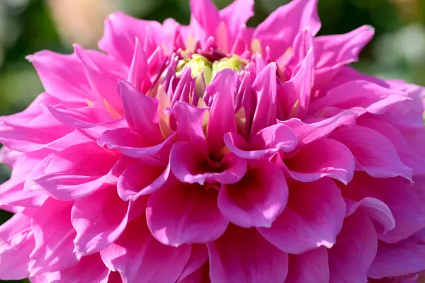 Πανέμορφη Άνθιση Dahlia Closeup Μια Ηλιόλουστη Μέρα Του Φθινοπώρου Μακροφωτογραφία — Φωτογραφία Αρχείου