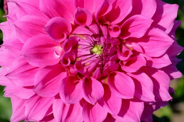 Πανέμορφη Άνθιση Dahlia Closeup Μια Ηλιόλουστη Μέρα Του Φθινοπώρου Μακροφωτογραφία — Φωτογραφία Αρχείου