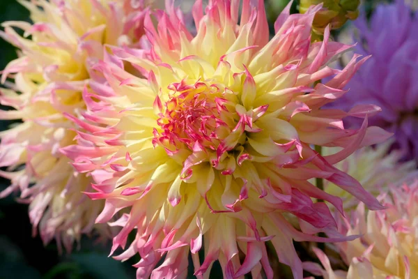 Lindo Florescendo Amarelo Rosa Dahlia Close Dia Ensolarado Outono Macrofotografia — Fotografia de Stock