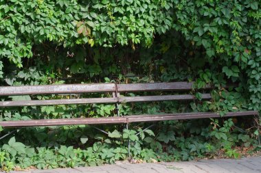 Park bankı tamamen yabani üzüm dalları, çevresel çizimler, doğa koruma alanlarıyla kaplı.