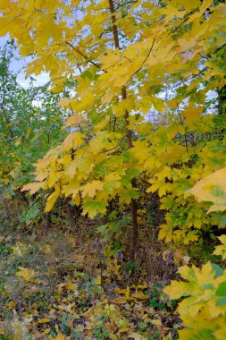 Parkta sararan ve düşen yapraklarla dolu şehir sonbahar manzarası