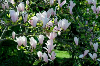 Güneşli bir bahar gününde, botanik bahçesinde çiçek açan beyaz manolyalar yakın plan, bitki arka plan, pankart, web sayfası dekorasyonu, doğa illüstrasyonu..