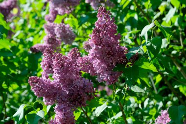 Güneşli bir bahar gününde, botanik bahçesinde çiçek açan güzel leylak çiçekleri, doğal bir illüstrasyon, bitki örtüsü..