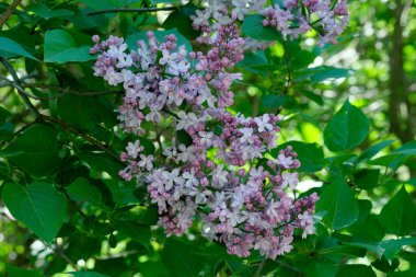 Güneşli bir bahar gününde, botanik bahçesinde çiçek açan güzel leylak çiçekleri, doğal bir illüstrasyon, bitki örtüsü..