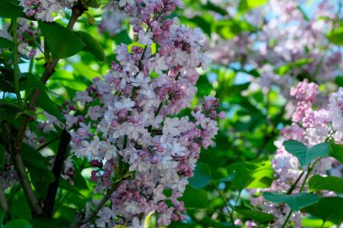 Güneşli bir bahar gününde, botanik bahçesinde çiçek açan güzel leylak çiçekleri, doğal bir illüstrasyon, bitki örtüsü..
