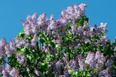 Güneşli bir bahar gününde, botanik bahçesinde çiçek açan güzel leylak çiçekleri, doğal bir illüstrasyon, bitki örtüsü..