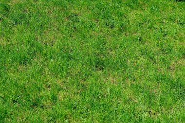 Yaban bitkilerinin dokulu yeşil yapraklarından oluşan doğal bitki örtüsü.