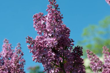 Güneşli bir bahar gününde, botanik bahçesinde çiçek açan güzel leylak çiçekleri, doğal bir illüstrasyon, bitki örtüsü..