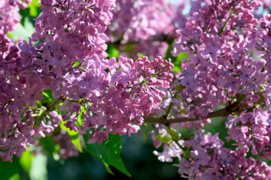 Güneşli bir bahar gününde, botanik bahçesinde çiçek açan güzel leylak çiçekleri, doğal bir illüstrasyon, bitki örtüsü..
