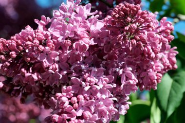 Güneşli bir bahar gününde, botanik bahçesinde çiçek açan güzel leylak çiçekleri, doğal bir illüstrasyon, bitki örtüsü..
