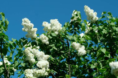 Güneşli bir bahar gününde, botanik bahçesinde çiçek açan güzel leylak çiçekleri, doğal bir illüstrasyon, bitki örtüsü..