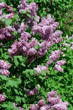 Güneşli bir bahar gününde, botanik bahçesinde çiçek açan güzel leylak çiçekleri, doğal bir illüstrasyon, bitki örtüsü..