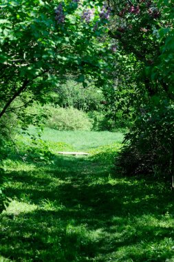 Güneşli bir bahar gününde manzara botanik parkı, doğal illüstrasyon, bitki arka planı.