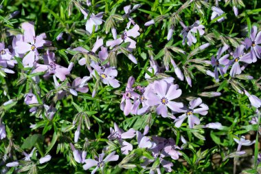 Güzel bahar çiçekleri çiçek tarhında yetişir, yakın plan, bitki arka plan, pankart, web sayfası dekorasyonu, doğa illüstrasyonu.