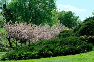 Güneşli bir günde güzel bahar sakura çiçekleri açar, yakın plan, bitki arka plan, pankart, web sayfası dekorasyonu, doğa illüstrasyonu.